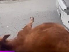 Vaca muere atropellada por bus en vía Funza – La Punta