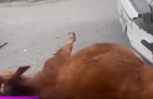 Vaca muere atropellada por bus en vía Funza – La Punta