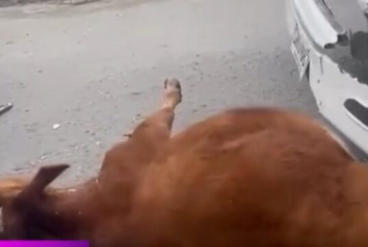 Vaca muere atropellada por bus en vía Funza – La Punta