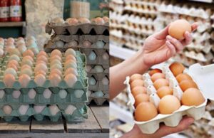 Gobierno comprará más de 4 millones de huevos: abre millonaria oportunidad