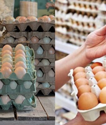 Gobierno comprará más de 4 millones de huevos: abre millonaria oportunidad