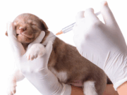 Vacunación antirrábica gratuita en Madrid: conozca las fechas y puntos