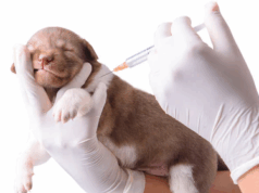 Vacunación antirrábica gratuita en Madrid: conozca las fechas y puntos