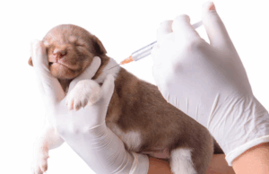 Vacunación antirrábica gratuita en Madrid: conozca las fechas y puntos