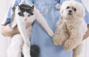 ¡Atención amantes de los peludos! Jornada gratuita de esterilización