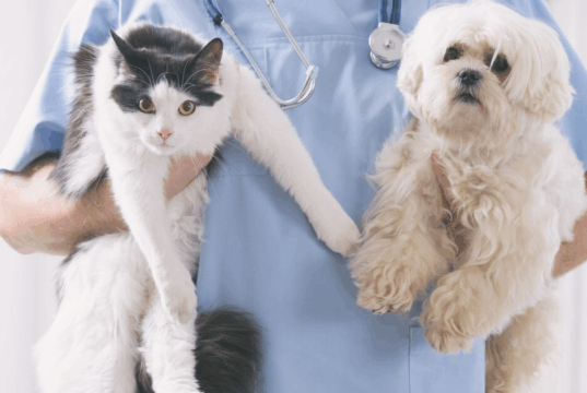 ¡Atención amantes de los peludos! Jornada gratuita de esterilización