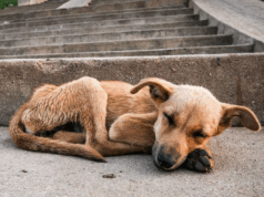 Cundinamarca actúa por los animales: el operativo que cambia vidas