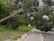 Se presentó caída de árbol en la vía Siberia–Funza