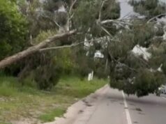 Se presentó caída de árbol en la vía Siberia–Funza