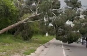 Se presentó caída de árbol en la vía Siberia–Funza