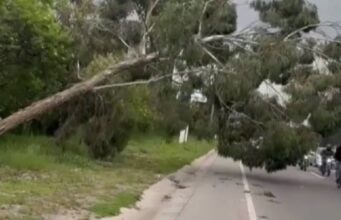 Se presentó caída de árbol en la vía Siberia–Funza
