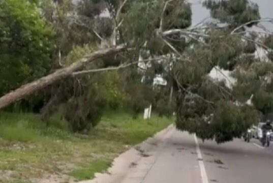 Se presentó caída de árbol en la vía Siberia–Funza