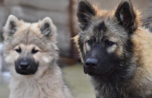 Investigan muerte de tres perros en guardería canina de Madrid