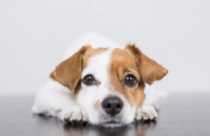 ¡No más maltrato! Conoce cómo denunciar y proteger a los animales