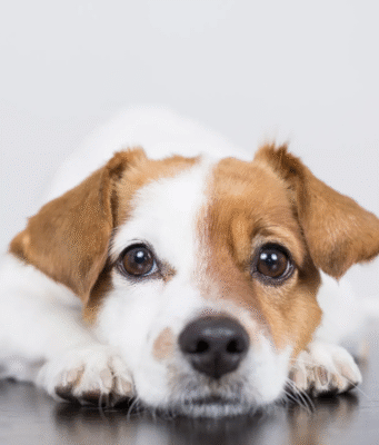 ¡No más maltrato! Conoce cómo denunciar y proteger a los animales