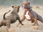¡Crueldad al descubierto! Así cayó la red de peleas ilegales
