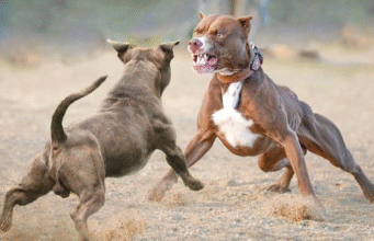 ¡Crueldad al descubierto! Así cayó la red de peleas ilegales
