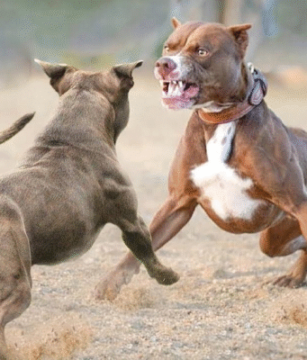 ¡Crueldad al descubierto! Así cayó la red de peleas ilegales