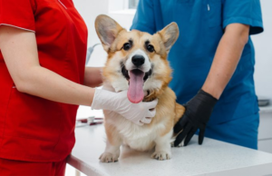En abril, Mosquera impulsa jornadas de esterilización
