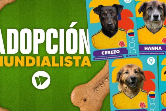 En Mosquera perros en adopción buscan una segunda oportunidad