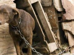 Cayó brutal red de peleas de perros en Cundinamarca