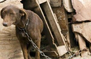 Cayó brutal red de peleas de perros en Cundinamarca