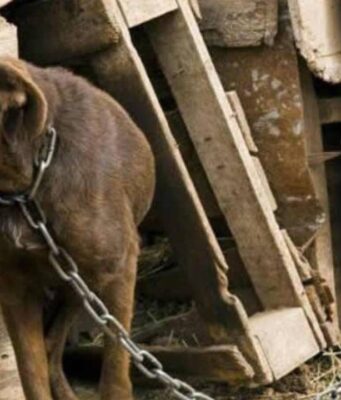 Cayó brutal red de peleas de perros en Cundinamarca