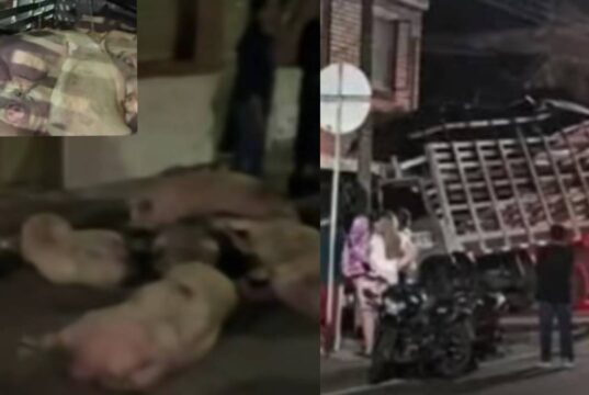 Así quedó una vivienda tras el violento choque de un camión cargado con cerdos