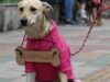 Mosquera realizará jornada de adopción para perros y gatos rescatados