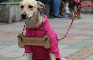 Mosquera realizará jornada de adopción para perros y gatos rescatados