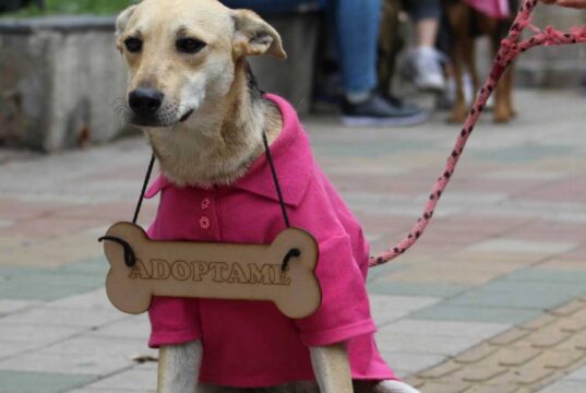 Mosquera realizará jornada de adopción para perros y gatos rescatados