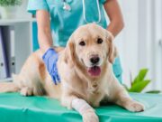 Funza marca un hito nacional: inaugura el primer punto de esterilización animal