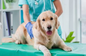 Funza marca un hito nacional: inaugura el primer punto de esterilización animal