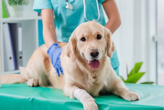 Funza marca un hito nacional: inaugura el primer punto de esterilización animal