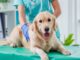 Funza marca un hito nacional: inaugura el primer punto de esterilización animal