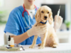 Madrid realizará jornadas gratuitas de vacunación antirrábica para perros y gatos