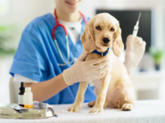 Madrid realizará jornadas gratuitas de vacunación antirrábica para perros y gatos