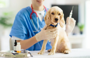 Madrid realizará jornadas gratuitas de vacunación antirrábica para perros y gatos