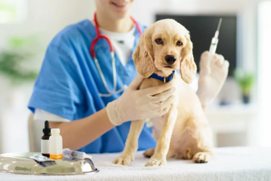 Madrid realizará jornadas gratuitas de vacunación antirrábica para perros y gatos
