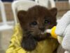 Tres pequeños felinos confundidos con gatos fueron rescatados por la CAR