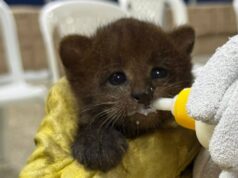 Tres pequeños felinos confundidos con gatos fueron rescatados por la CAR