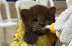 Tres pequeños felinos confundidos con gatos fueron rescatados por la CAR