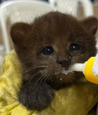 Tres pequeños felinos confundidos con gatos fueron rescatados por la CAR