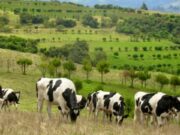 CAR y Fedegán ponen en marcha un ambicioso plan ambiental
