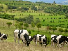 CAR y Fedegán ponen en marcha un ambicioso plan ambiental