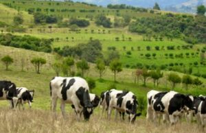 CAR y Fedegán ponen en marcha un ambicioso plan ambiental