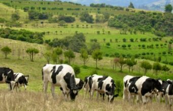 CAR y Fedegán ponen en marcha un ambicioso plan ambiental