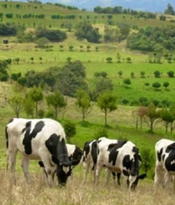 CAR y Fedegán ponen en marcha un ambicioso plan ambiental