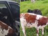 Terneros iban en un carro; autoridades investigan si fueron robados