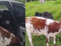 Terneros iban en un carro; autoridades investigan si fueron robados